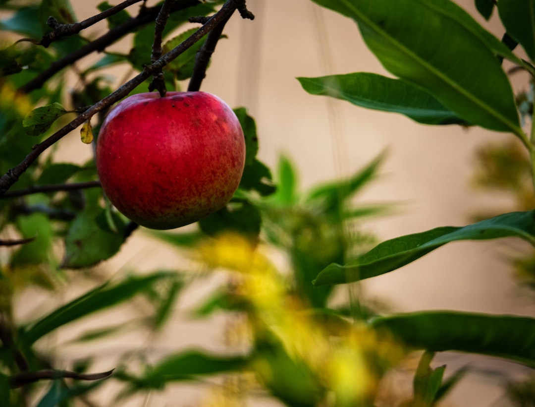 App para Identificar Plantas y Frutales Fácilmente
